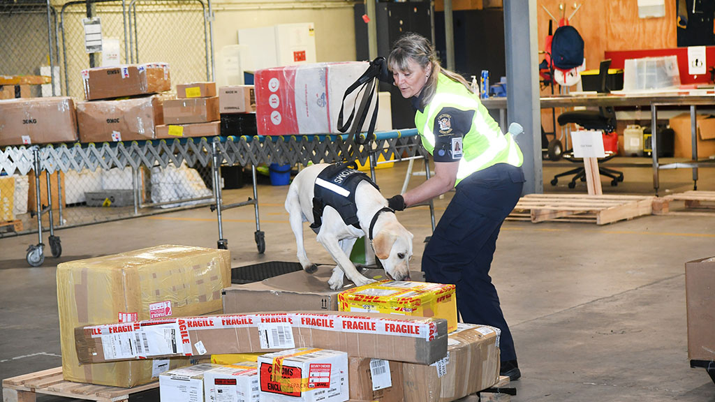Detector Dogs Packages (3)
