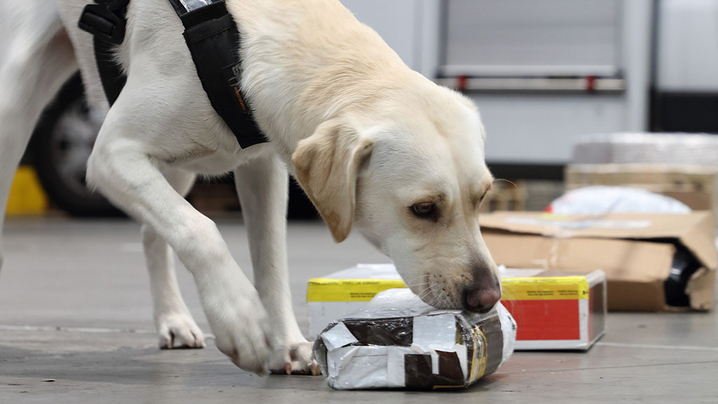 Detector Dogs Packages (2)